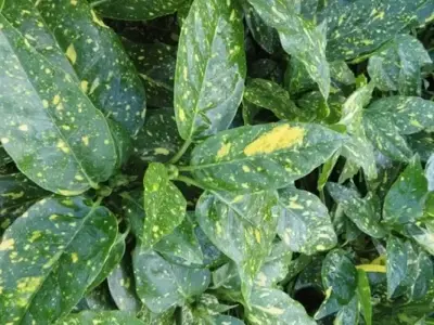 AUCUBA japonica 'Crotonifolia' - image 2