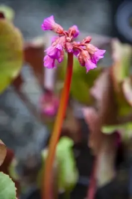 BERGENIA cordifolia - image 2