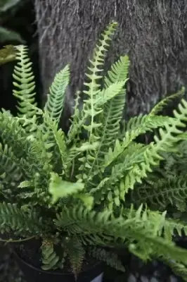 BLECHNUM spicant - image 3