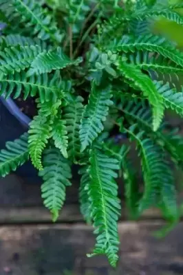 BLECHNUM spicant - image 5