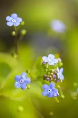 BRUNNERA macrophylla - image 2