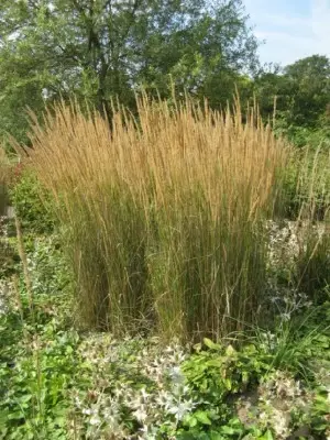 CALAMAGROSTIS x acutiflora 'Karl Foerster' - image 2