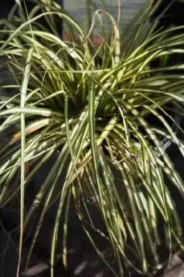 CAREX oshimensis 'Evergold' - image 2