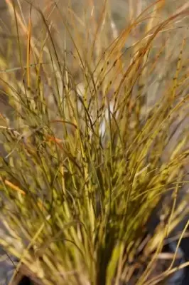 CAREX testacea - image 3