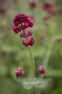 CENTRANTHUS ruber coccineus - image 2