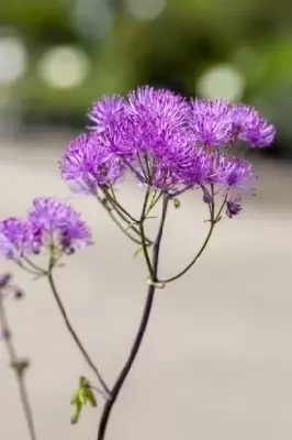 THALICTRUM 'Black Stockings' - image 2