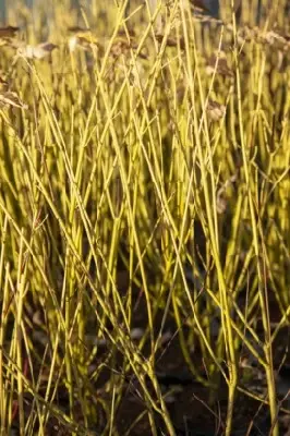 CORNUS sericea 'Flaviramea' - image 2