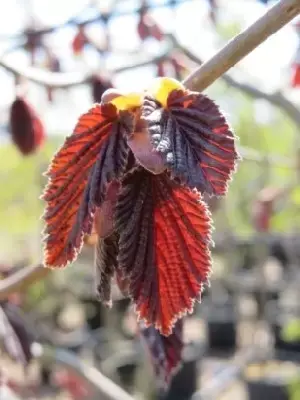 CORYLUS maxima 'Purpurea' - image 1