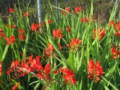 CROCOSMIA 'Lucifer' - image 2