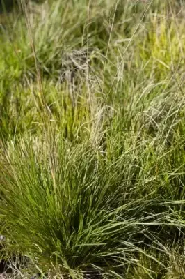 DESCHAMPSIA cespitosa 'Bronzeschleier' - image 1