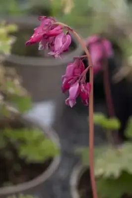 DICENTRA 'Luxuriant' - image 2