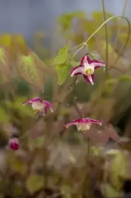 EPIMEDIUM x rubrum - image 2