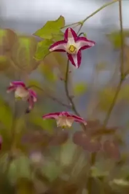 EPIMEDIUM x rubrum - image 3