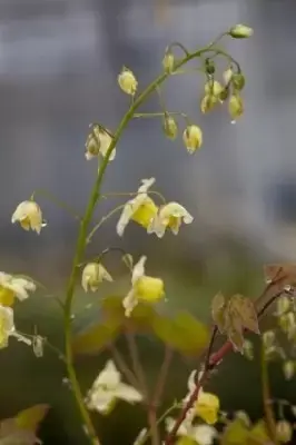 EPIMEDIUM x versicolor 'Sulphureum' - image 2