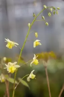 EPIMEDIUM x versicolor 'Sulphureum' - image 3