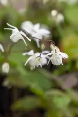 EPIMEDIUM x youngianum 'Niveum' - image 3