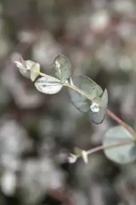 EUCALYPTUS gunnii - image 2