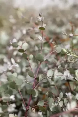 EUCALYPTUS gunnii - image 4