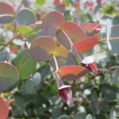 EUCALYPTUS gunnii - image 5
