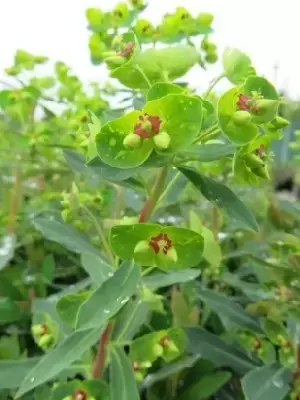 EUPHORBIA x martini - image 3