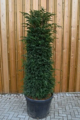TAXUS baccata - image 2