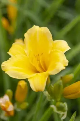 HEMEROCALLIS 'Stella d'Oro' - image 2