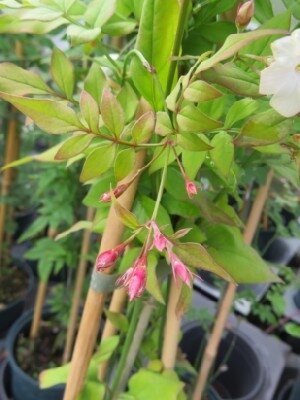 JASMINUM officinale - image 2