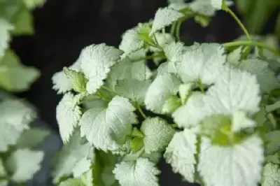 LAMIUM maculatum 'Beacon Silver' - image 3