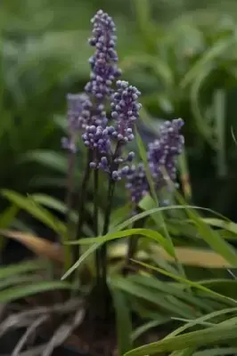 LIRIOPE muscari - image 1