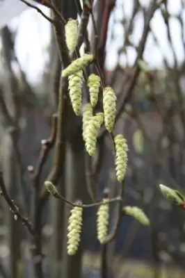 CARPINUS betulus 'Monumentalis' - image 3