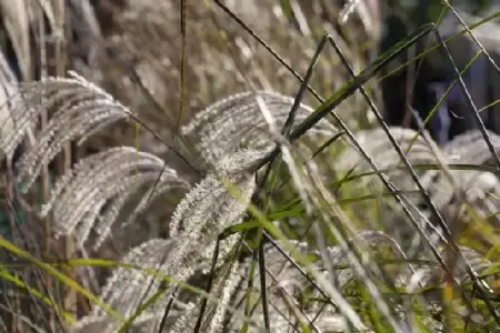MISCANTHUS sinensis 'Gracillimus' - image 6