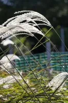 MISCANTHUS sinensis 'Gracillimus' - image 9
