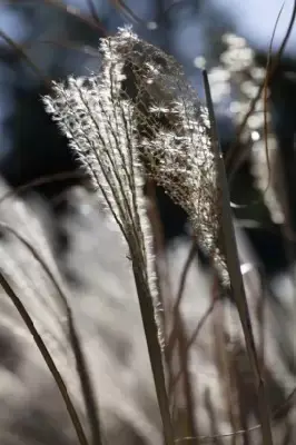 MISCANTHUS sinensis 'Gracillimus' - image 10