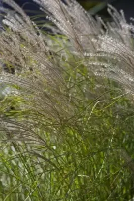 MISCANTHUS sinensis 'Gracillimus' - image 3