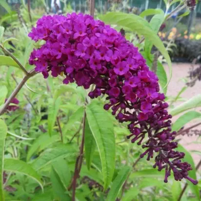 BUDDLEJA davidii 'Royal Red' - image 2