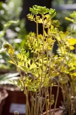 OSMUNDA regalis