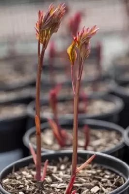 PAEONIA lactiflora 'Bowl of Beauty' - image 3