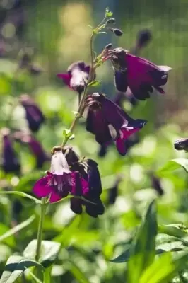 PENSTEMON 'Blackbird' - image 3