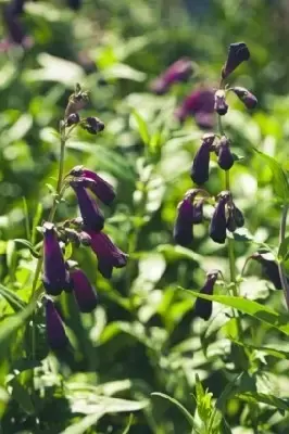 PENSTEMON 'Blackbird' - image 4