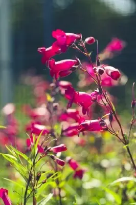 PENSTEMON 'Andenken An Friedrich Hahn' - image 2