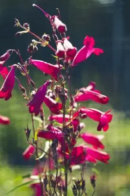 PENSTEMON 'Andenken An Friedrich Hahn' - image 3