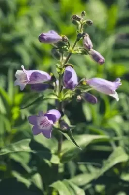 PENSTEMON 'Sour Grapes' - image 2