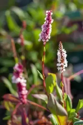 BISTORTA affinis 'Darjeeling Red' - image 2