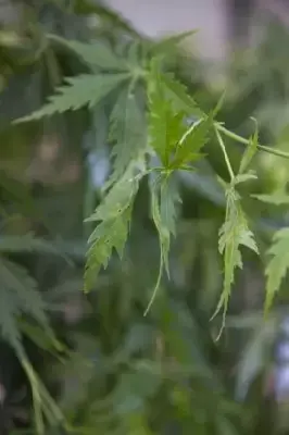 ACER palmatum 'Omurayama'