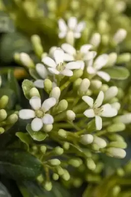 PITTOSPORUM tobira 'Nanum' - image 3