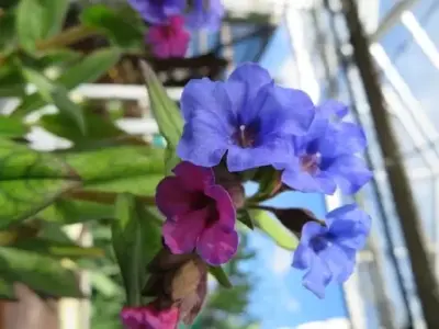 PULMONARIA 'Blue Ensign' - image 2