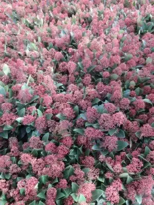 SKIMMIA japonica 'Rubella' - image 2