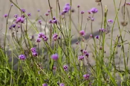 VERBENA bonariensis - image 2