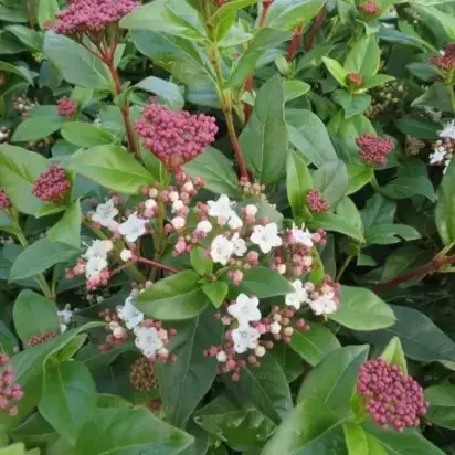 VIBURNUM tinus - image 2