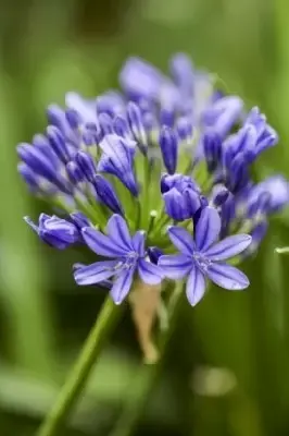 AGAPANTHUS africanus 'Blue'